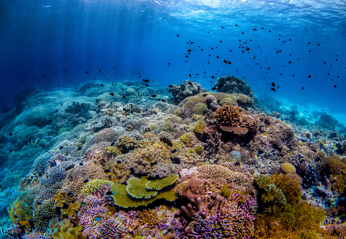 Коралловые рифы фото сверху