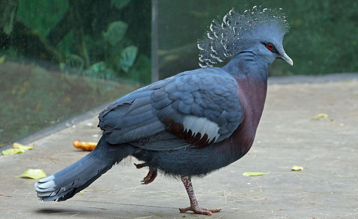 Венценосный голубь в Себу
