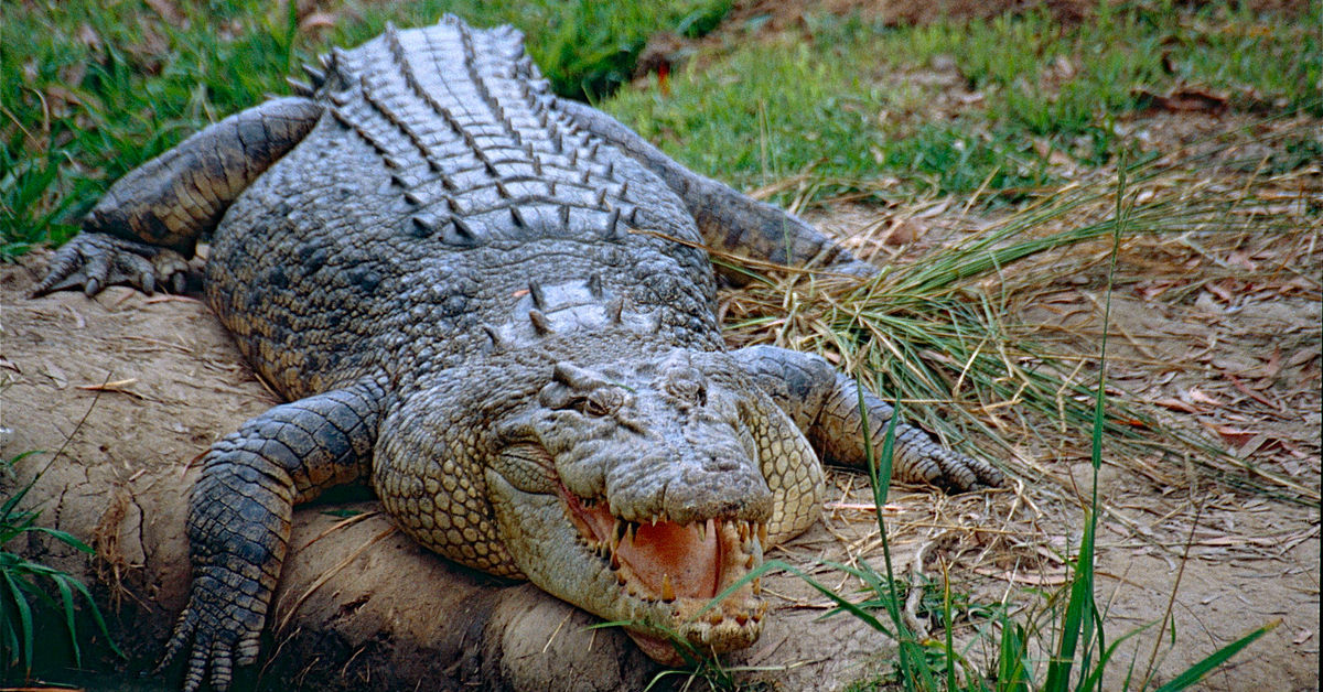 Морской крокодил в Себу