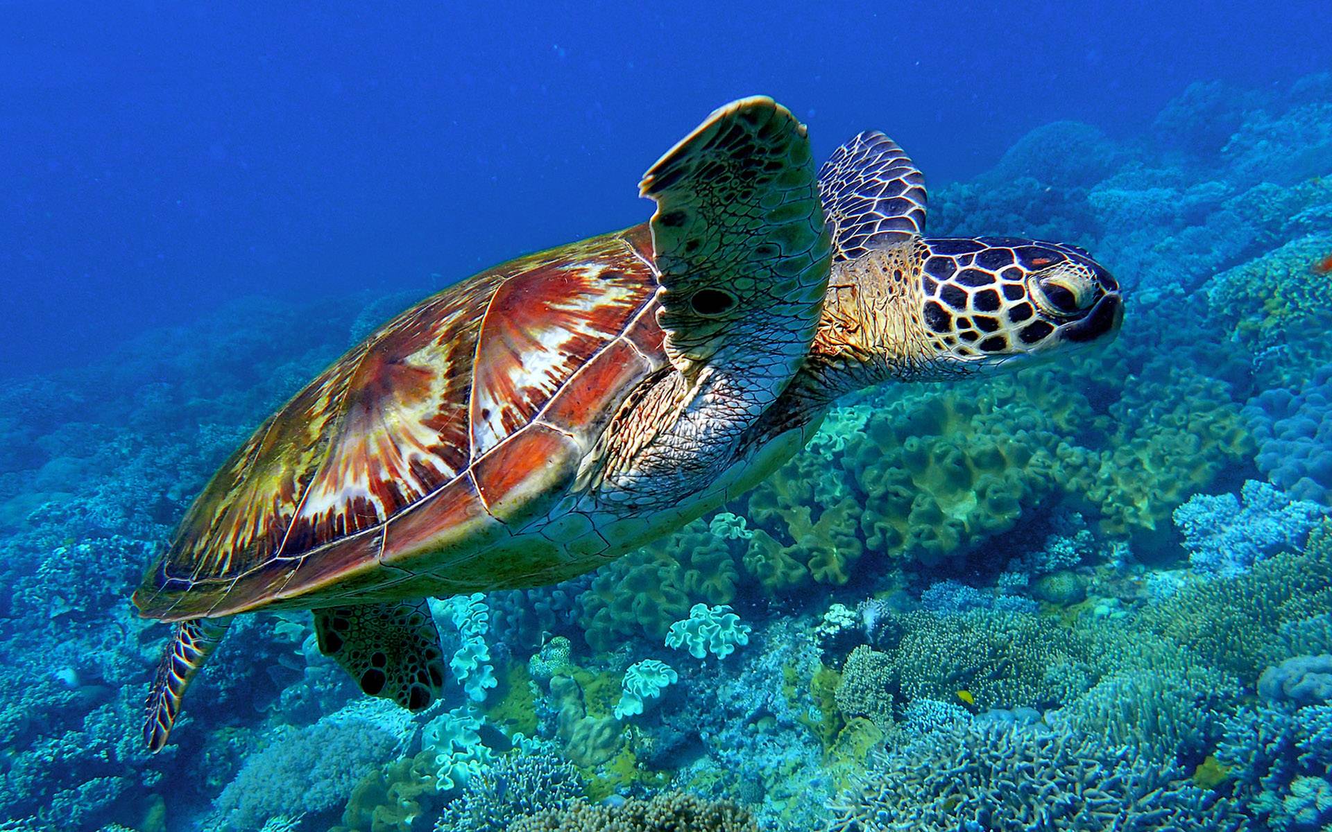 Зеленые черепахи на острове Бохол