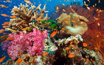 Остров Памилакан: коралловый сад с черепахами и осьминогами