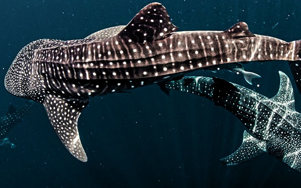 китовые акулы на Бохоле